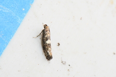 Acrolepiopsis assectella