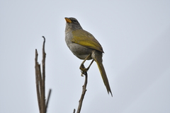 Embernagra longicauda