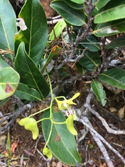 Dendrobium closterium