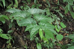 Begonia longifolia