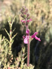Stachys philippiana