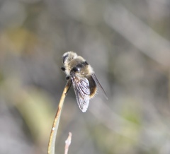 Cephenemyia stimulator