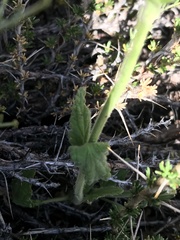 Stachys philippiana