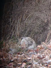 Oryctolagus cuniculus