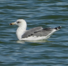 Larus armenicus