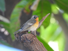 Ficedula mugimaki