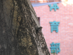 Ficedula mugimaki
