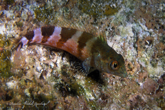 Malacoctenus triangulatus