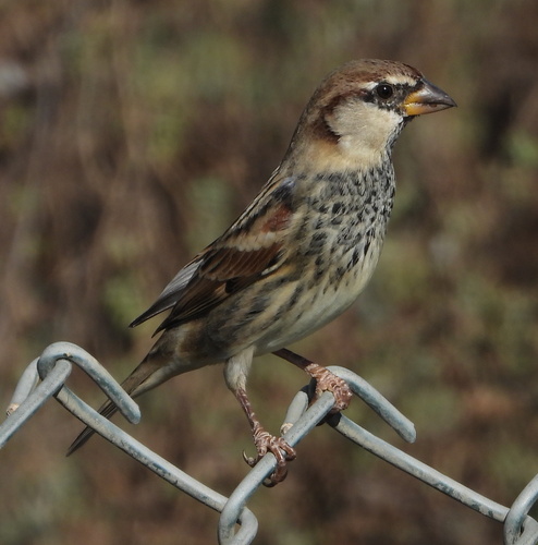 Moineau espagnol