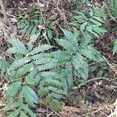 Woodwardia japonica