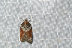 Acleris macdunnoughi