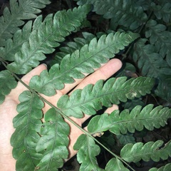 Woodwardia japonica