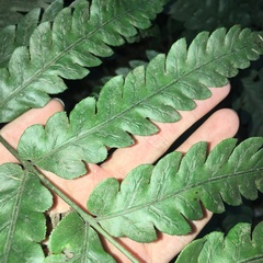 Woodwardia japonica