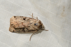Xestia normanianus