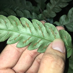 Woodwardia japonica