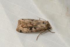 Xestia normanianus