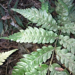 Woodwardia japonica