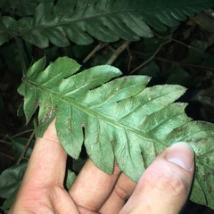 Woodwardia japonica