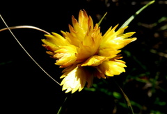 Cyperus sphaerocephalus