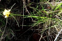 Cyperus sphaerocephalus