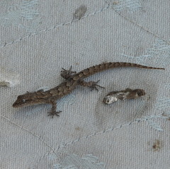 Mediodactylus orientalis
