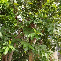 Psidium guajava
