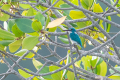 Alcedo coerulescens
