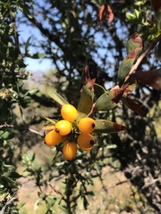 Tristerix verticillatus