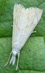 Haimbachia placidellus