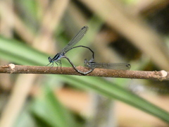 Argia pulla