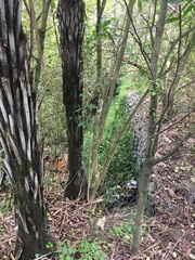 Melicytus ramiflorus