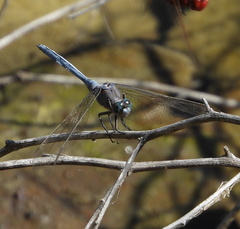 Orthetrum chrysostigma