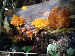 Tremella mesenterica