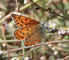 Lycaena thersamon