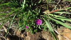 Delosperma lavisiae