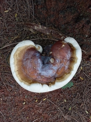 Ganoderma lucidum