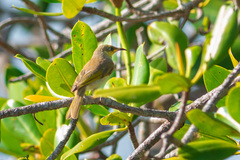 Lichmera indistincta