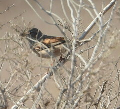 Curruca conspicillata