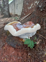 Ganoderma lucidum
