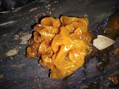 Tremella mesenterica