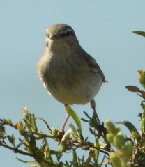 Phylloscopus