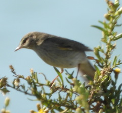 Phylloscopus