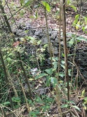 Melicytus ramiflorus