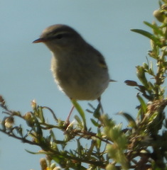 Phylloscopus