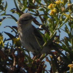Phylloscopus