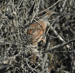 Curruca conspicillata