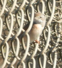 Curruca conspicillata