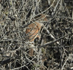Curruca conspicillata