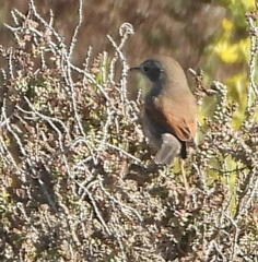 Curruca conspicillata