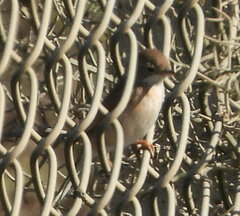 Curruca conspicillata